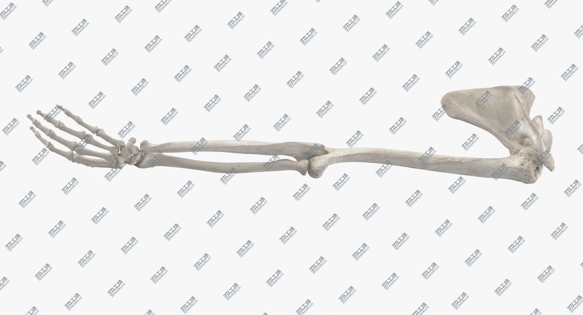 images/goods_img/202104094/Real Human Arm Scapula and Clavicle Bones Anatomy White 01 3D model/2.jpg